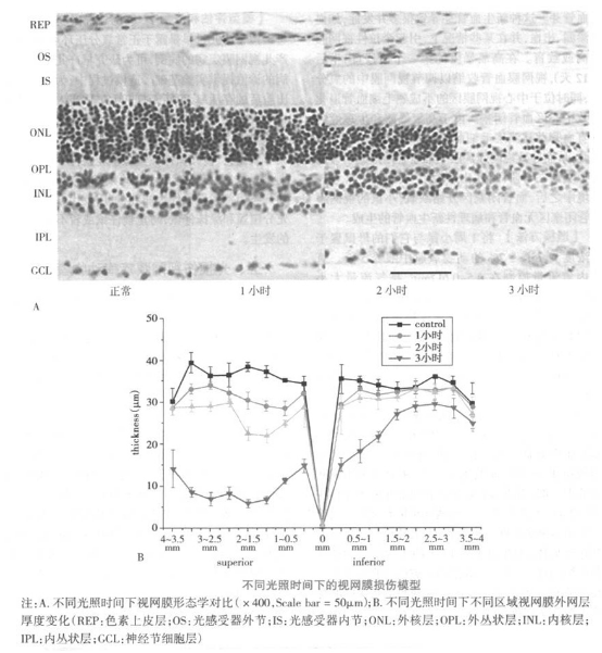 光损伤视网膜疾病动物模型(图1)